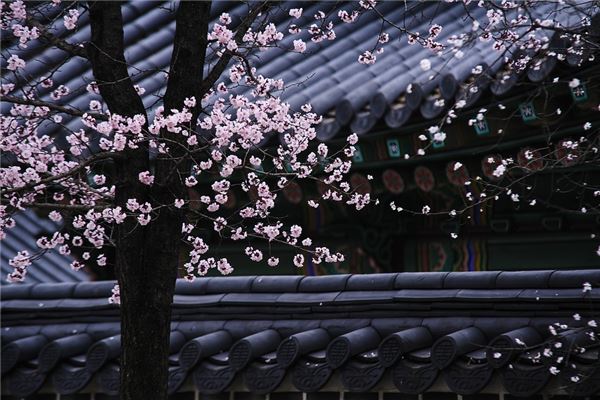 花中生肖：揭秘十二花语所代表的生肖生肖奥秘：花语解读你的生肖所属