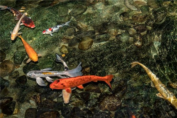 梦见水里很多鱼,探索梦境中的富饶与启示 梦见水里很多鱼,探索梦境中的富饶与启示