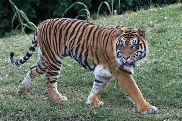 59岁属猪的人今年运势解析步入花甲之年，59岁属狗的人如何应对挑战