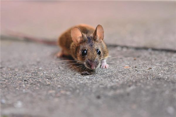 梦见死了很多人代表什么动物（梦见死了很多人代表什么动物和生肖） 梦见死了很多

人代表什么动物（梦见死了很多

人代表什么动物和生肖） 卜算大全