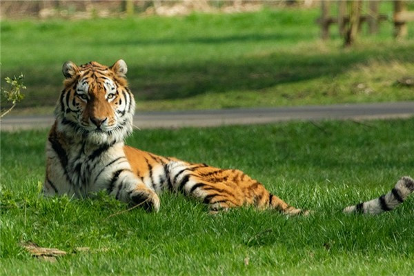 98属虎：最佳结婚年龄揭秘把握人生，1998属虎最佳结婚年龄在何时？