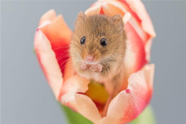 1984属鼠人2024年运势揭秘：事业爱情双丰收1984鼠年运势大揭秘：2024年事业爱情全面提升