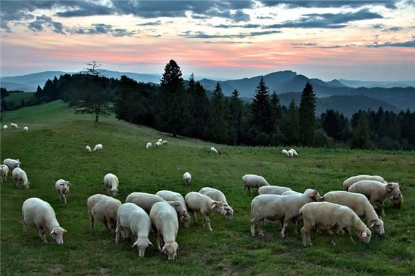 属羊人的本命佛揭秘属羊人的守护神：本命佛详解