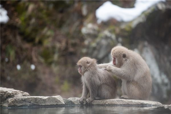 2024年生肖猴小人揭秘：谁是你的敌人？猴年运势：谁将成为你的小人，如何应对？